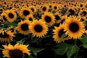 A field of sunflowers. We offer ipt treatment for various conditions