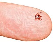 Lyme disease causing tick on a patient's finger. We heal Lyme naturally
