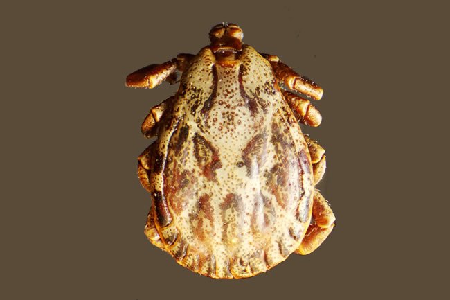 Image of a tick which causes Lyme disease. We treat Lyme naturally