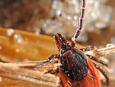 Tick casusing Lyme disease. We offer efficient Lyme therapies