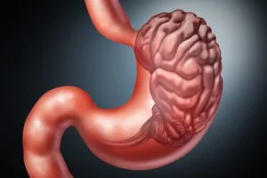 A close-up of the human stomach. Stomach pain, causes & treatment