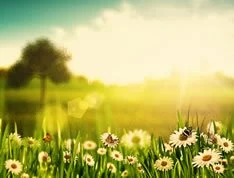 Field of flowes in the sun. We offer successful iv treatment that help our patients recover from chronic diseases