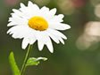 A fragile daisy flower in full bloom, symbolising the frailty of Lyme Patient's lives