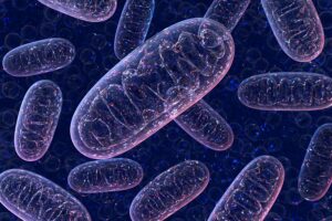 Mitochondria. We offer Mitochondrial Dysfunction Treatment & Symptoms