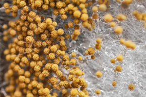 Mold spores which affect human health
