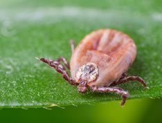 Image of a tick causing Lyme disease. We treat Lyme naturally