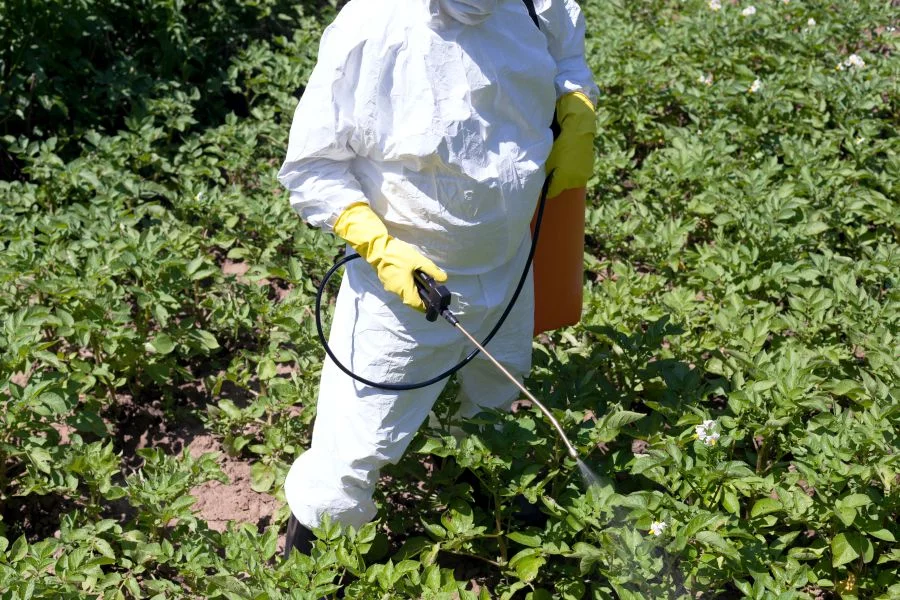 Pesticide spraying on Non-organic vegetables. We offer detox therapies