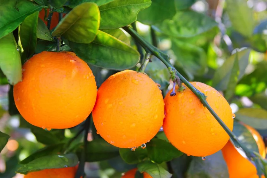 Oranges on a branch. We offer pesticide detoxification treatments