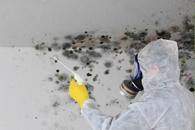 A construction worker removing mold from a wall