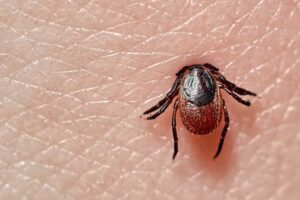 A Lyme disease causing tick. We offer Lyme disease treatments