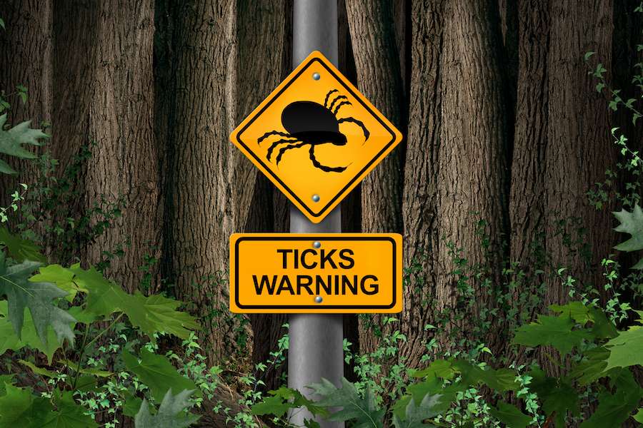 tick biting what are tick borne illnesses
