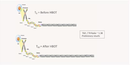 Telomeres before and after hyperbaric oxygen therapy. Image courtesy of Tel Aviv University.