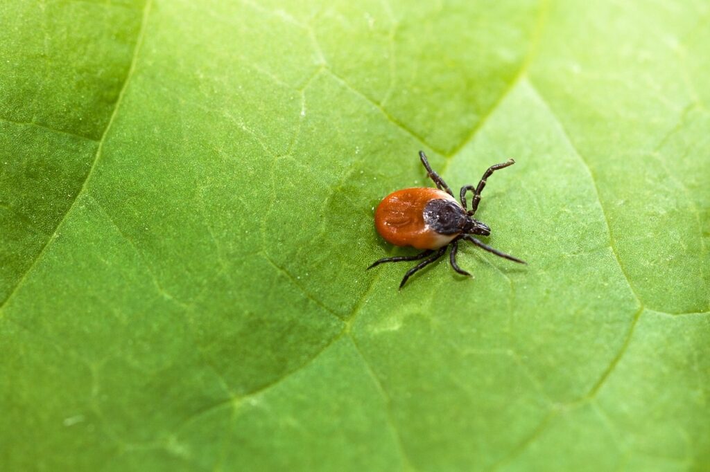 Read about lifeworks' lyme disease protocol.