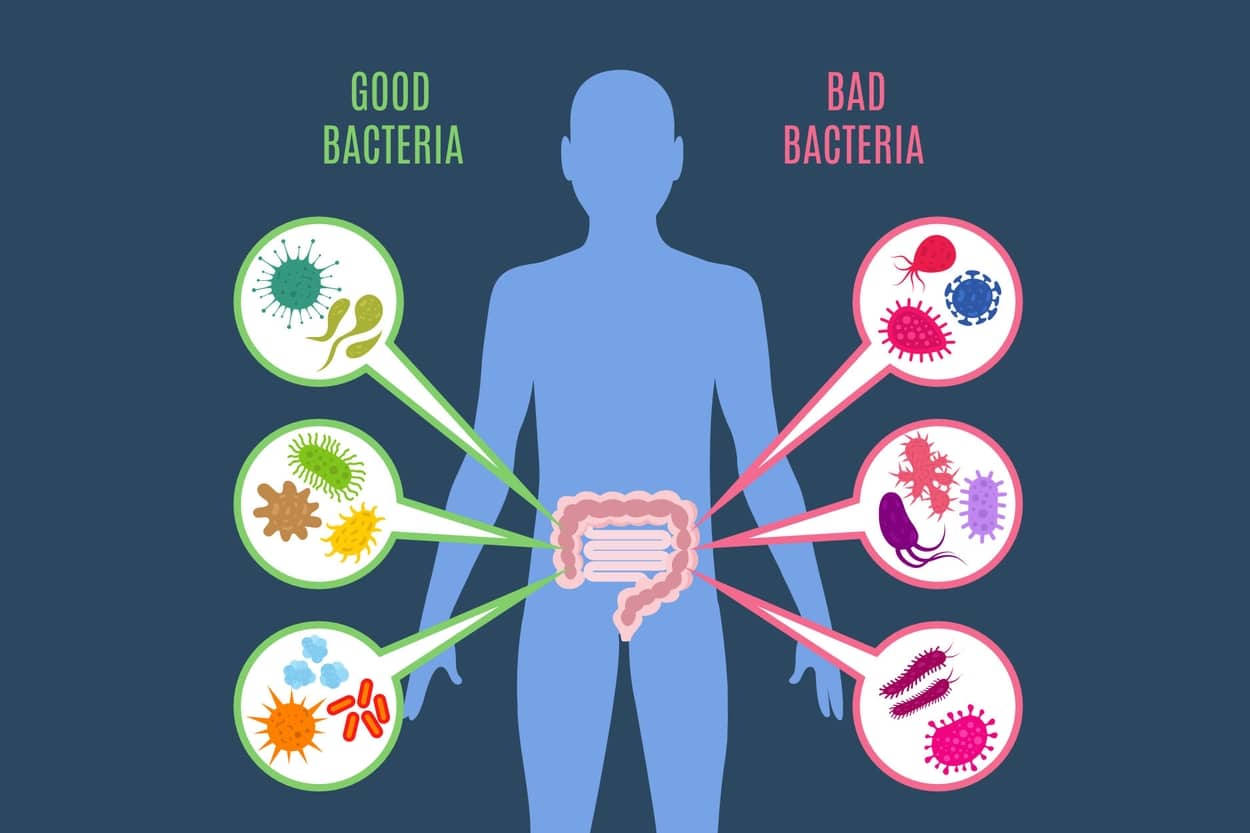 showing good and bad bacteria in the gut