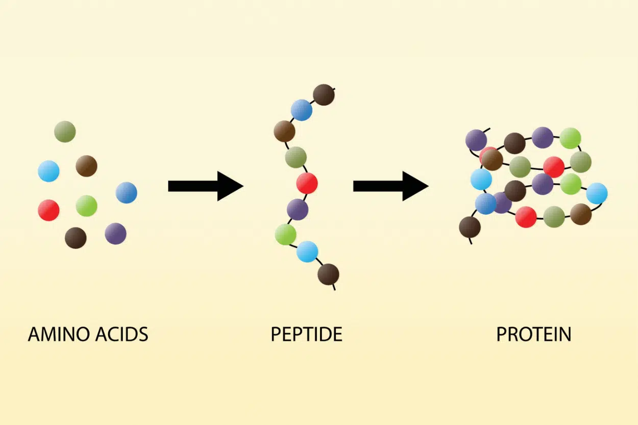 Separate amino acid balls linked to string of amino acid balls as a peptide string linked to a bunch of peptide strings making up a protein