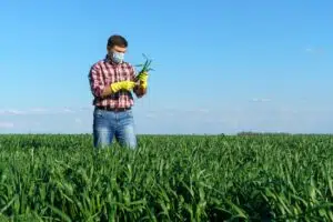 Farmer applying pesticides to corn