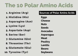 the-10-polar-amino-acids
