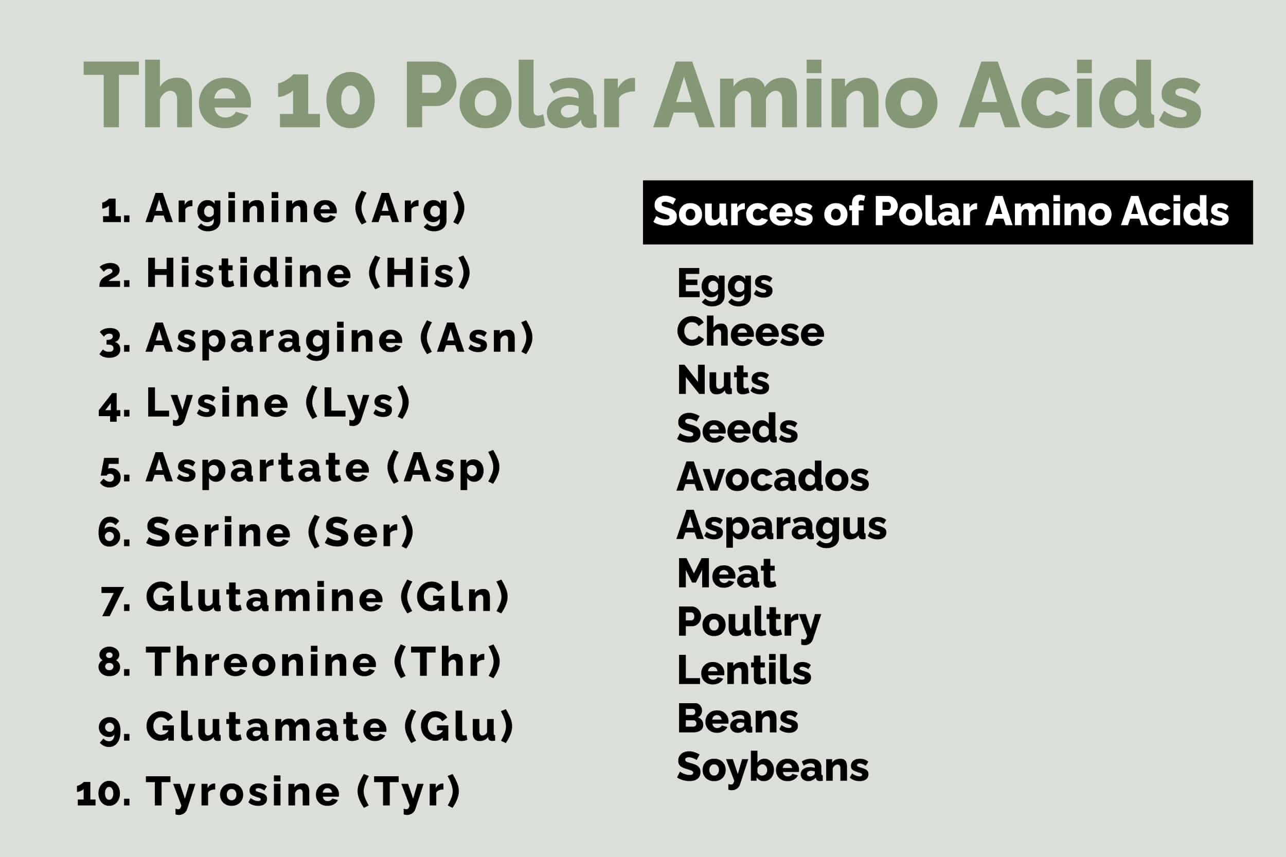 the-10-polar-amino-acids